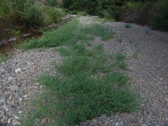 Acmispon americanus americanus