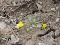 Ranunculus polyrhizos