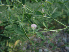 Acmispon americanus americanus