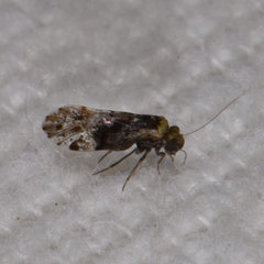 Trichadenotecnum majus