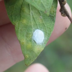 Tetragonocephala flava