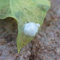 Tetragonocephala flava