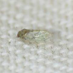 Pachypsylla celtidisvesicula