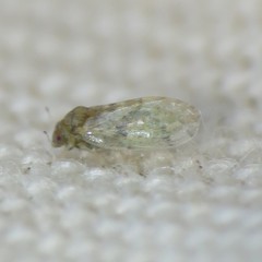 Pachypsylla celtidisvesicula