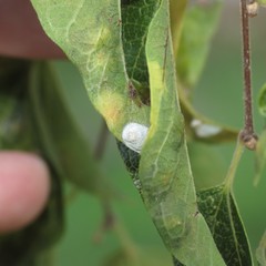 Tetragonocephala flava