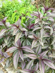 Strobilanthes auriculata