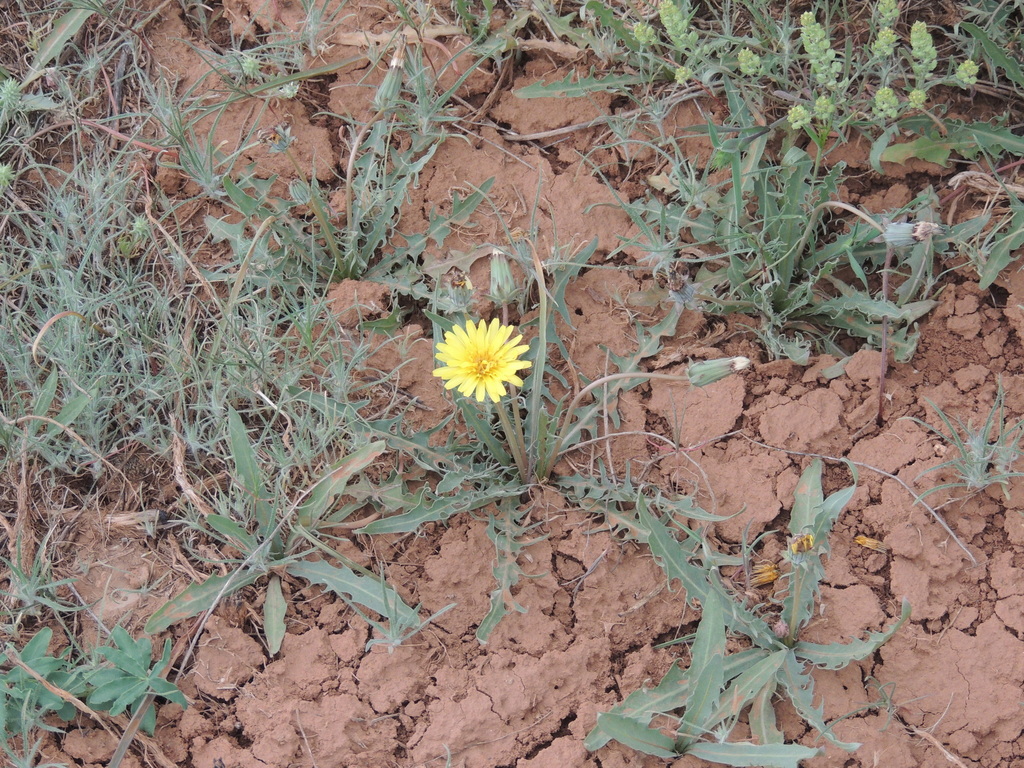 Macrocornuta