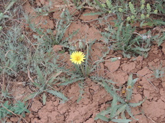 Taraxacum glaucanthum