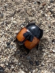 Spilodiscus instratus