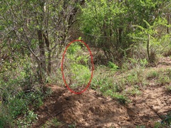 Asparagus natalensis