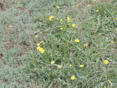 Taraxacum glaucanthum
