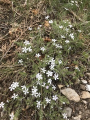 Phlox hoodii