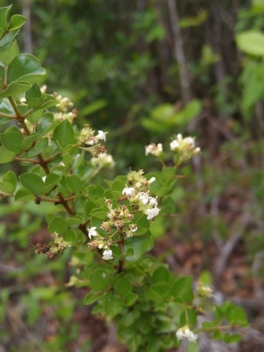 Machaonia portoricensis