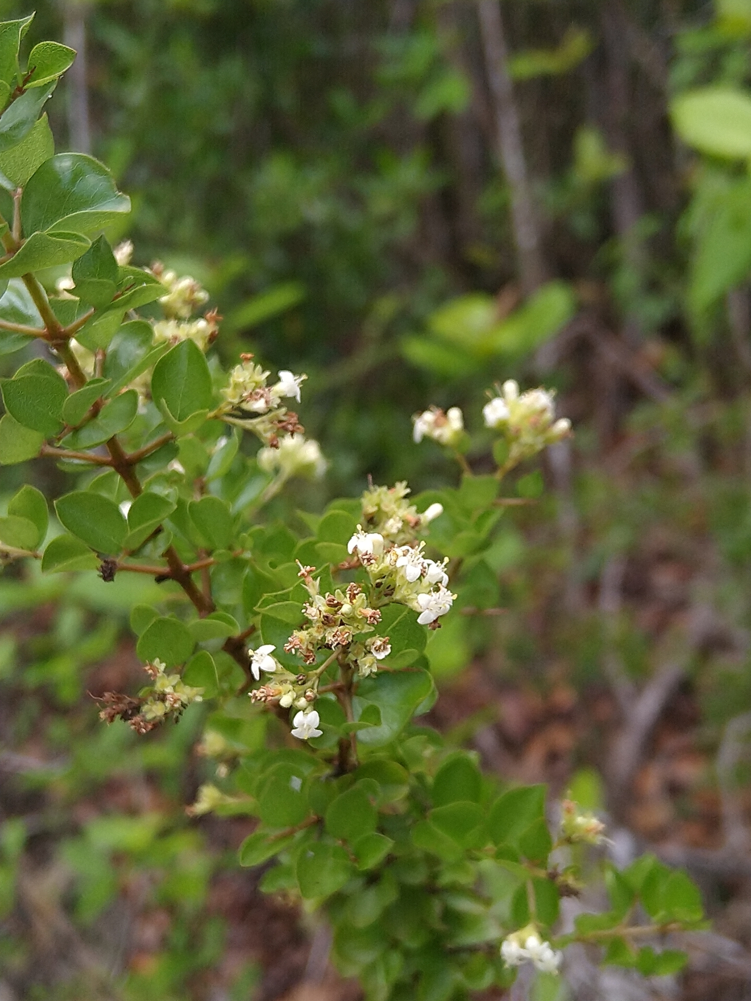 Machaonia portoricensis