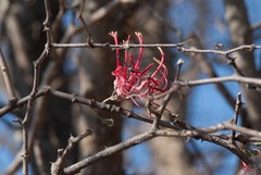 Plicosepalus amplexicaulis