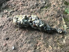 Paradoxurus musangus