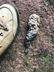 Paradoxurus musangus