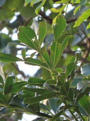 Cussonia sphaerocephala