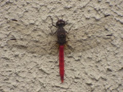 Bradinopyga strachani