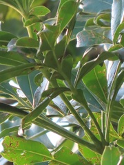 Cussonia sphaerocephala