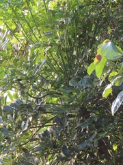 Cussonia sphaerocephala