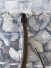 Coniophanes schmidti