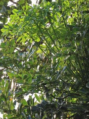 Cussonia sphaerocephala