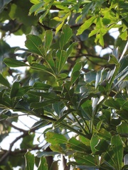 Cussonia sphaerocephala