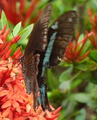 Papilio nireus