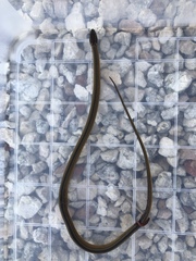 Coniophanes schmidti