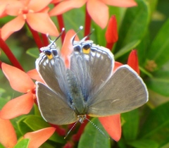 Hypolycaena