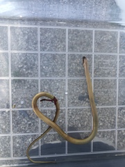 Coniophanes schmidti