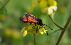 Zygaena graslini