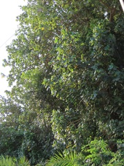 Cussonia sphaerocephala