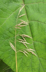 Bromopsis