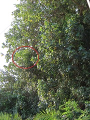 Cussonia sphaerocephala