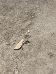 Stagmomantis