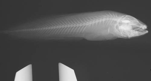 Diancistrus alleni