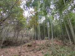 Phyllostachys heterocycla