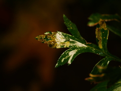 Liriomyza artemisicola