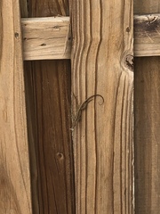 Anolis sagrei