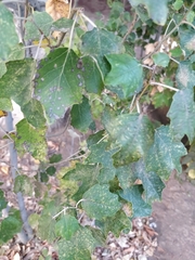 Populus