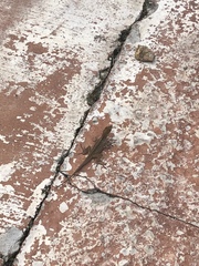 Anolis sagrei