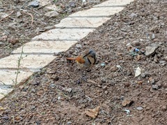 Cichladusa arquata