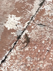 Anolis sagrei