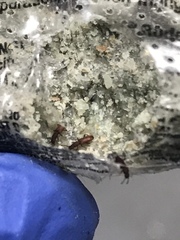 Oryzaephilus surinamensis