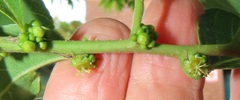 Bridelia micrantha