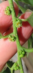 Bridelia micrantha
