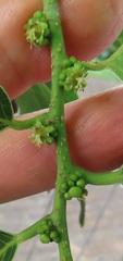 Bridelia micrantha