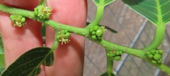 Bridelia micrantha